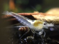 /album/fotogalerij/white-pearl-2-jpeg/